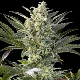 Clementine Slush (Kannabia) feminized