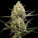 Clementine Slush (Kannabia) feminized