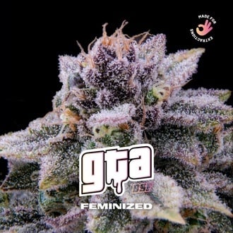 GTA (BSF Seeds) feminized