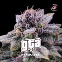 GTA (BSF Seeds) feminized