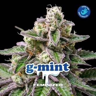 G-Mint (BSF Seeds) feminized