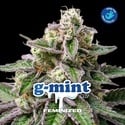 G-Mint (BSF Seeds) feminized