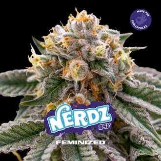Nerdz (BSF Seeds) feminized