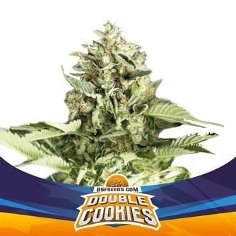 Double Cookies Auto (BSF Seeds) feminisiert