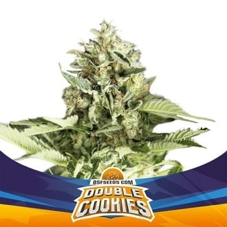 Double Cookies Auto (BSF Seeds) feminized