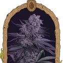 Quick Black Lemon (Exotic Seed) feminized