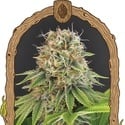Wedding Monkey (Exotic Seed) feminized