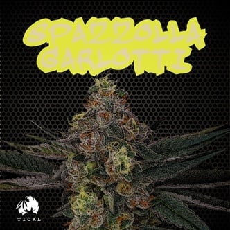 Spazzola Garletti (TICAL) feminized