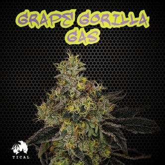 Grape Gorilla Gas (TICAL) feminized