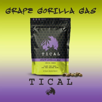 Grape Gorilla Gas (TICAL) feminized