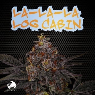 La-La-La Log Cabin (TICAL) feminized