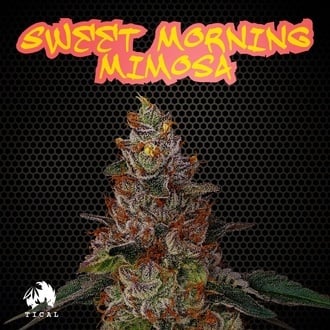 Sweet Morning Mimosa (TICAL) feminized