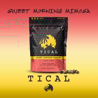 Sweet Morning Mimosa (TICAL) feminisiert