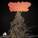 Rugged Runtz (TICAL) feminized