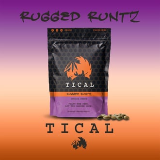 Rugged Runtz (TICAL) feminisiert