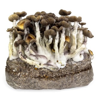 Zamnesia Ready-2-Grow Bag "Golden Teacher"