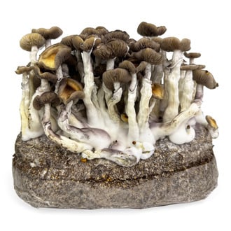 Zamnesia Ready-2-Grow Bag "Golden Teacher"