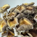 Zamnesia Ready-2-Grow Bag "Golden Teacher"
