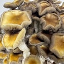 Zamnesia Ready-2-Grow Bag "Golden Teacher"