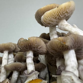 Zamnesia Ready-2-Grow Bag 'Golden Teacher'