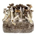 Zamnesia Ready-2-Grow Bag 'Golden Teacher'