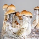 Zamnesia Ready-2-Grow Bag 'Golden Teacher'