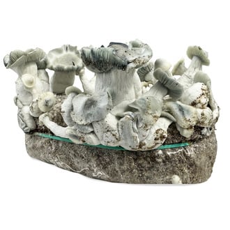 Zamnesia Ready-2-Grow Bag "APE"