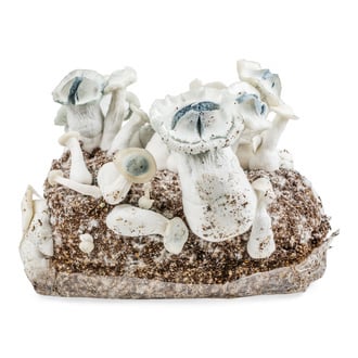 Zamnesia Ready-2-Grow Bag 'APE'