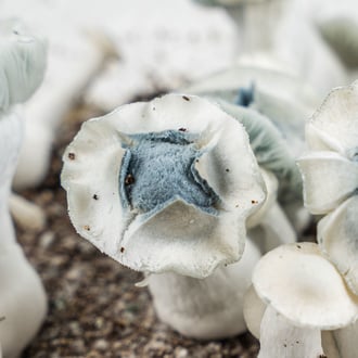 Zamnesia Ready-2-Grow Bag 'APE'