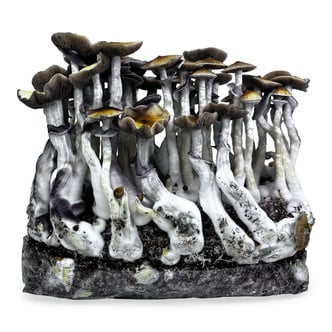 Zamnesia Ready-2-Grow Bag 'McKennaii' 