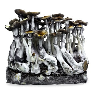 Zamnesia Ready-2-Grow Bag 'McKennaii' 