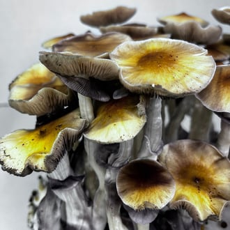 Zamnesia Ready-2-Grow Bag 'McKennaii' 