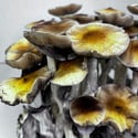 Zamnesia Ready-2-Grow Bag 'McKennaii' 