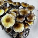 Zamnesia Ready-2-Grow Bag 'McKennaii' 