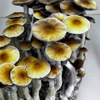 Zamnesia Ready-2-Grow Bag 'McKennaii' 