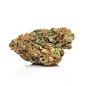 Critical Purple Auto (Growers Choice Seeds) feminized