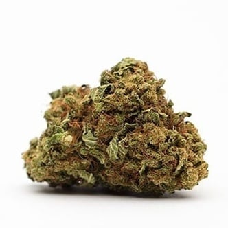 Ice Cream (Growers Choice Seeds) feminized
