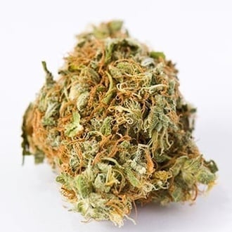 Alaska Thunderfuck Auto (Growers Choice Seeds) feminized