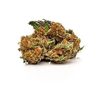 Master Yoda Auto (Growers Choice Seeds) feminized