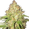 White Russian (Growers Choice Seeds) feminized