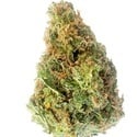 Snoop Dogg OG (Growers Choice Seeds) feminized