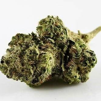 Mimosa (Growers Choice Seeds) feminized