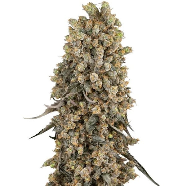 Atomic Blue Dream (Sensi Seeds) feminized