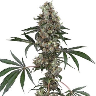 Chemberries (White Label) feminized