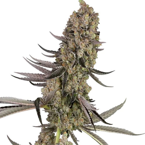 Vlad the Inhaler (White Label) feminized