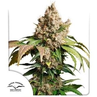 Auto Red Tropicana Cookies (Dutch Passion) feminisiert