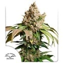 Auto Red Tropicana Cookies (Dutch Passion) feminisiert