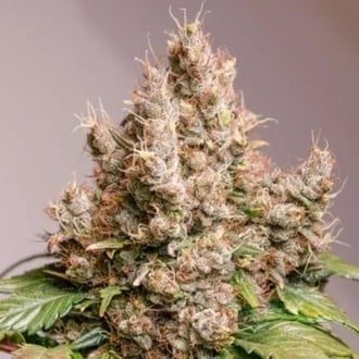 Auto Red Tropicana Cookies (Dutch Passion) feminized