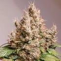 Auto Red Tropicana Cookies (Dutch Passion) feminisiert