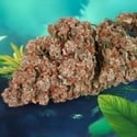 Auto Red Tropicana Cookies (Dutch Passion) feminisiert